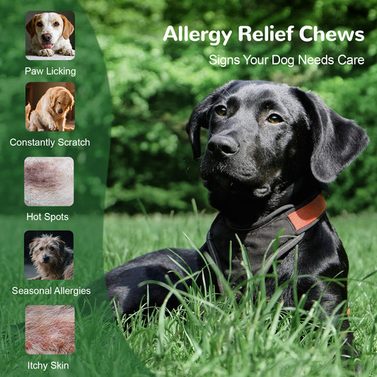 Vetriuntrix Dog Allergy Relief Chews for Itchy Skin, Hot Spots & Paw Licking, Dog Itch Relief Chews Coat Supplement for Seasonal Allergies, Probiotics for dogs with Colostrum Omega-3