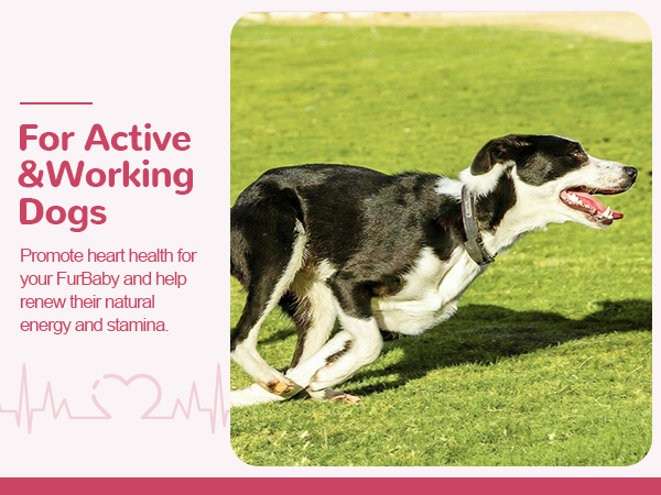 Vetriuntrix Heart Support Supplement for Dogs 200ct, Taurine for Senior & Puppy Dogs, Dog Multivitamin with CoQ10 & L-Carnitine for Heart, Cardiovascular & Antioxidant Support
